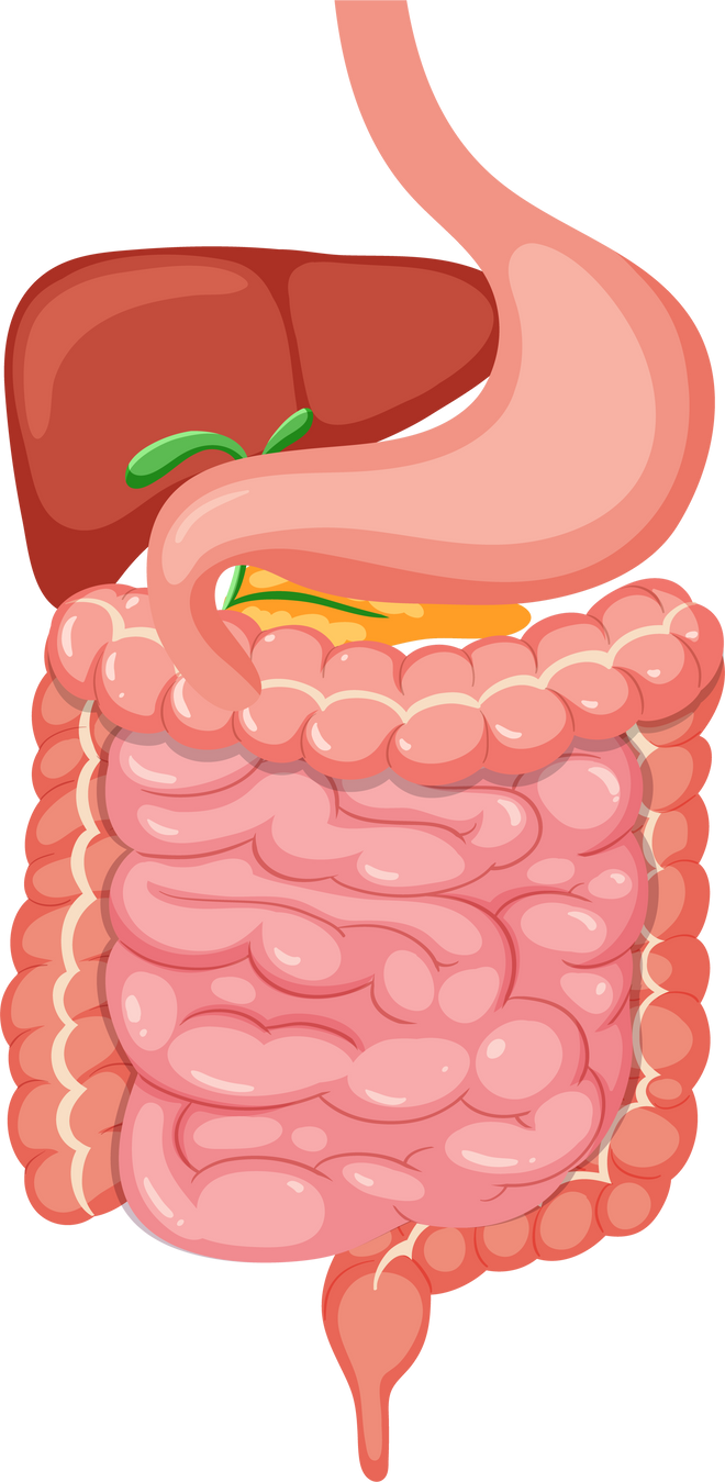 Human Medical Digestive System